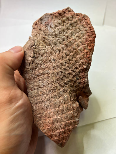 Plant fossil, Lepidodendrum sp - front view
