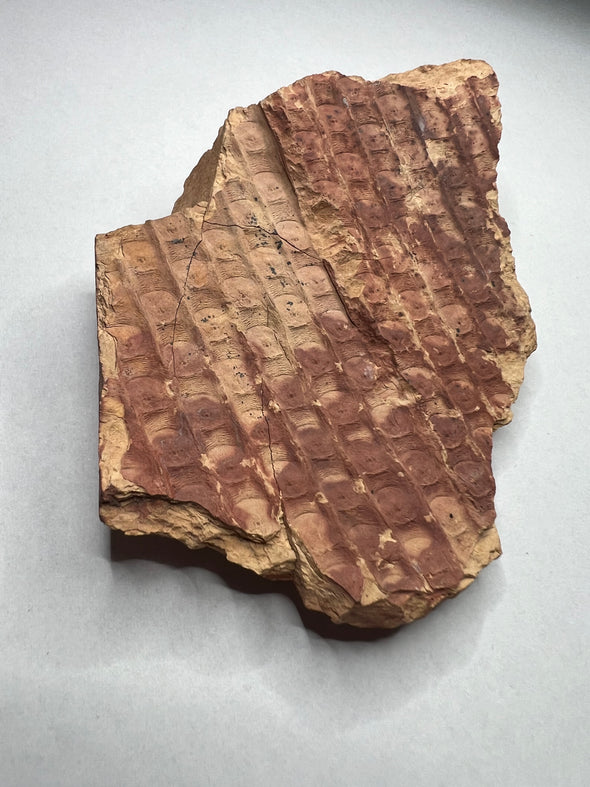Fossilized Wood Specimen - Poland