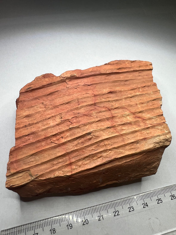 Fossilized Sigillaria Wood