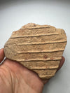 Sigillaria Fossil 10x8x2cm Specimen