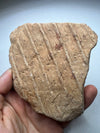 Silesian Coal Basin's Fossil Find - fron view