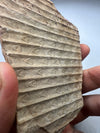 Silesian Coal Basin's Fossil Find - details