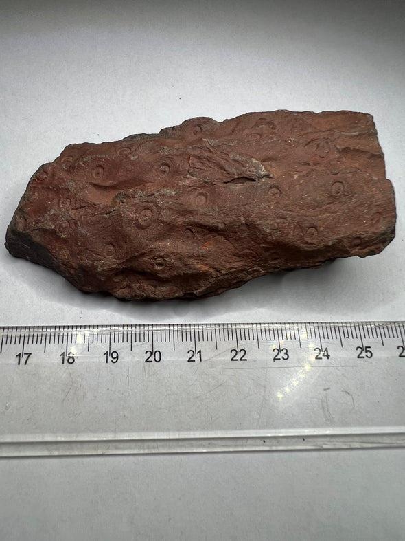 Plant Fossil from Upper Silesia