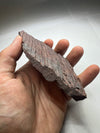 Rydułtowy's Unique Fossil