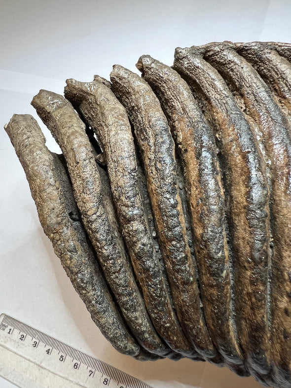 Woolly Mammoth Molar - close up details