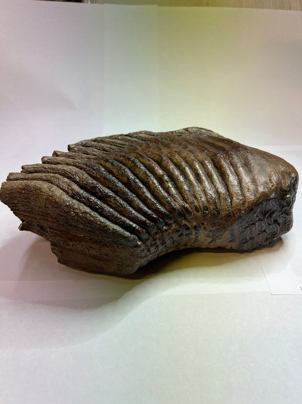 Woolly Mammoth Molar - top view