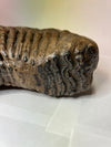 Woolly Mammoth Molar - front