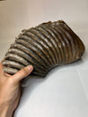 Woolly Mammoth Molar - second side view