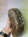 Woolly Mammoth Molar - side view