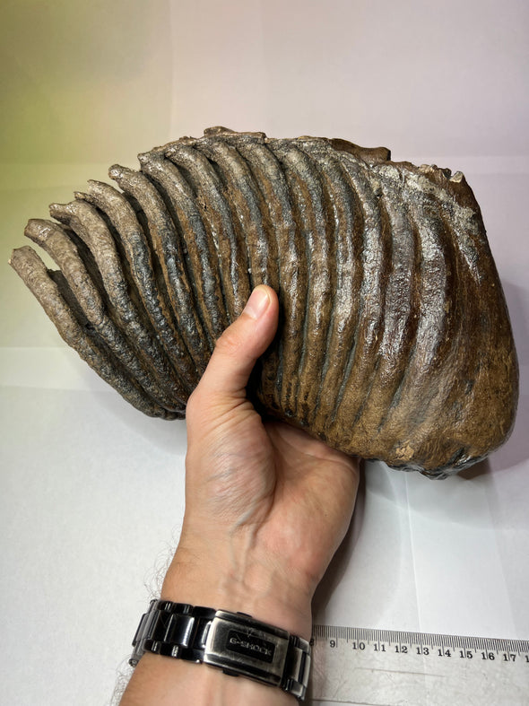 Mammuthus primigenius  - Wooly Mammoth molar tooth, 262