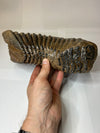 Woolly Mammoth Molar - held in a hand