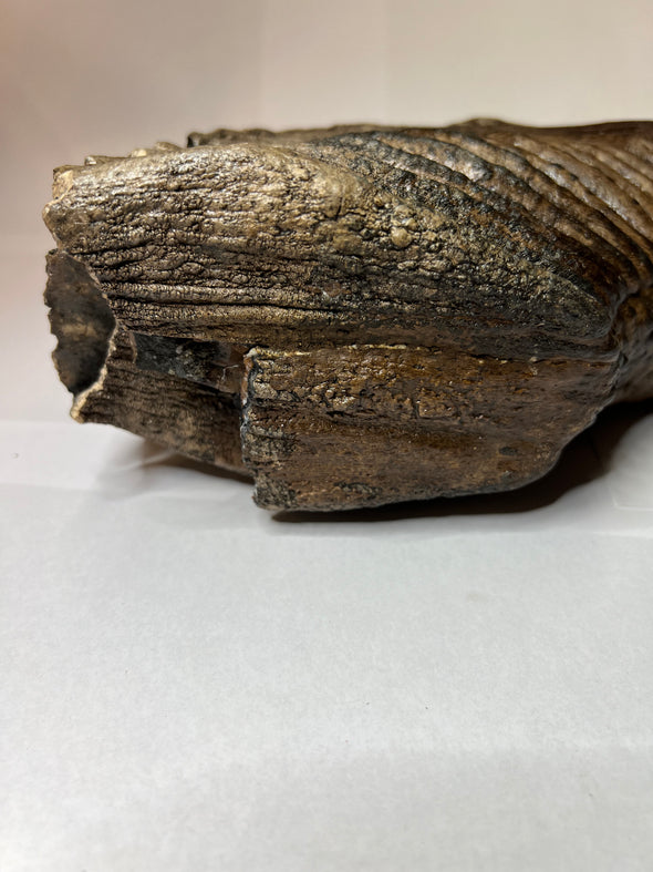 Mammuthus primigenius  - Wooly Mammoth molar tooth, 262