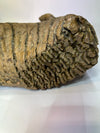 Real Wolly Mammoth Molar - details