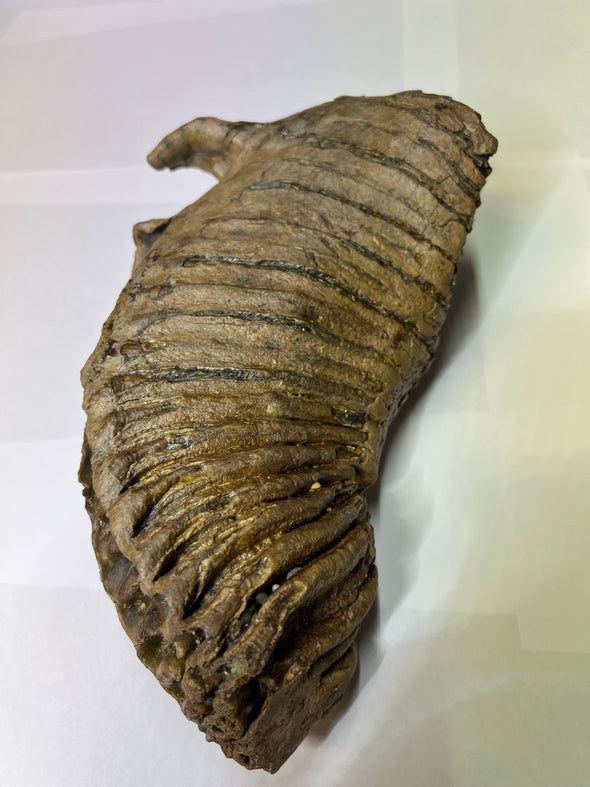 Real Wolly Mammoth Molar - side view