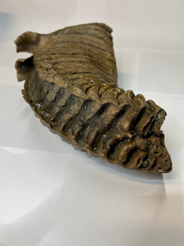 Real Wolly Mammoth Molar - back view