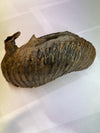 Real Wolly Mammoth Molar - front view