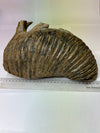 Real Wolly Mammoth Molar - size