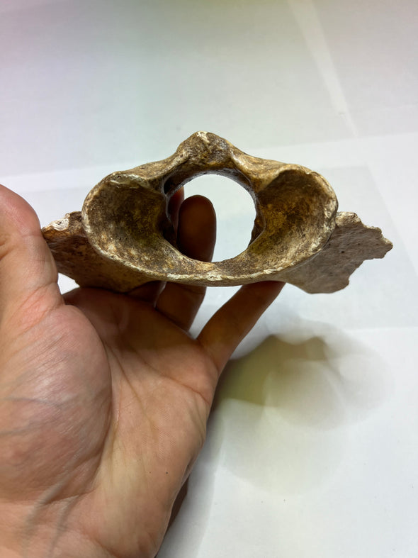 Ursus Spelaeus fossil