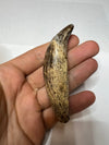 Cave Bear Canine - held in a hand