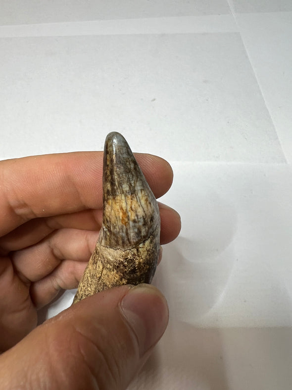 Cave Bear Canine - top view