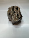 Ice Age Rhino Tooth Fossil - Unique Collectible