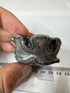 Woolly Rhinoceros Jaw Tooth - front view