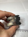Authentic Wooly Rhinoceros Fossil - 69g in Weight