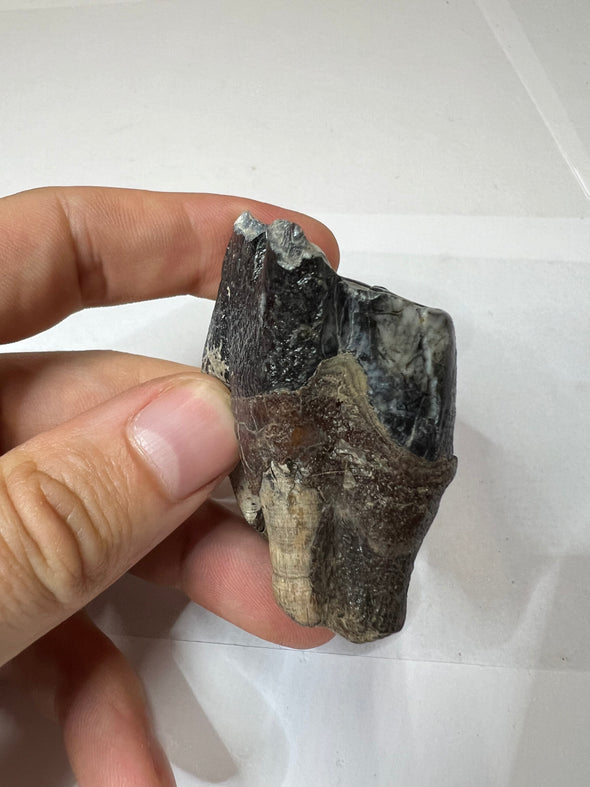 Ice Age Woolly Rhinoceros Tooth