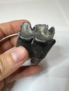 Woolly Rhinoceros Jaw Tooth