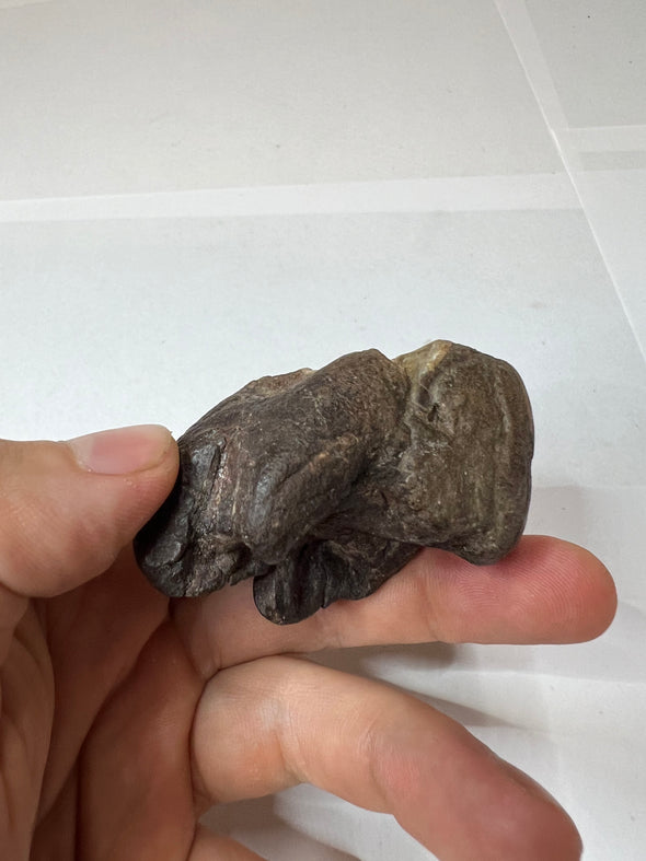 Authentic Woolly Rhinoceros Fossil - Skull Find