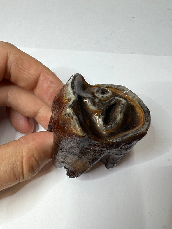 Woolly Rhinoceros Tooth From Skull