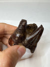 Woolly Rhinoceros Tooth From Skull - front view