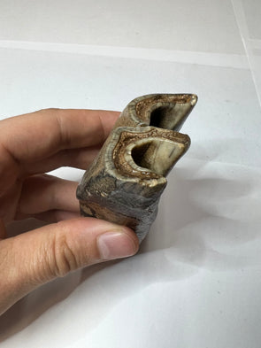 Top View of Woolly Rhinoceros Tooth Fossil