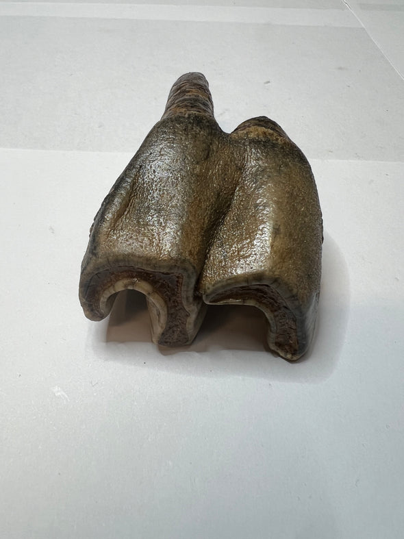 Ice Age Relic - Rhinoceros Tooth Fossil