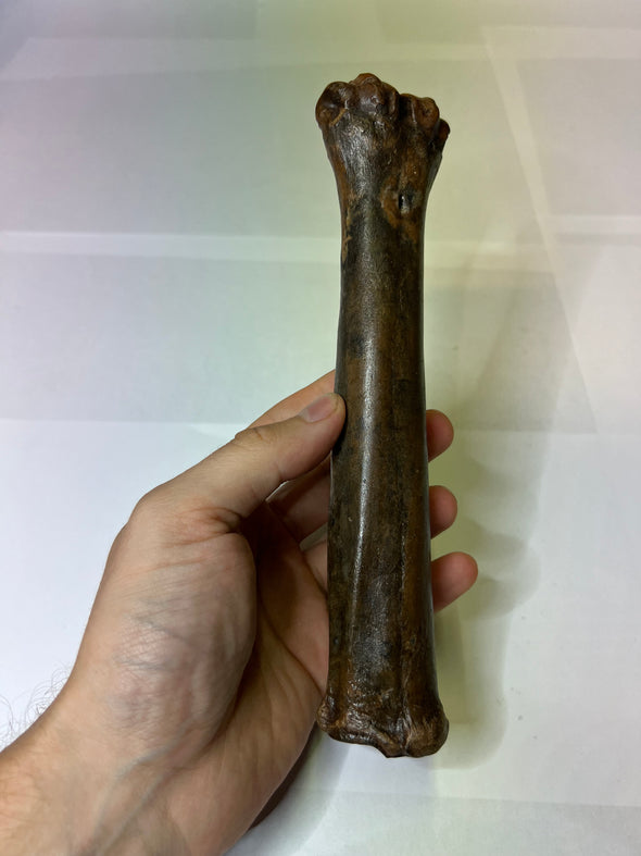 Prehistoric Reindeer Bone - top view