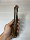Fossilized Rangifer Tarandus Leg Bone