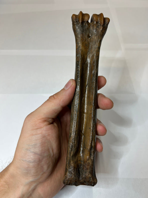 Premium Quality Reindeer Leg Bone Fossil