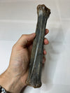 Reindeer Leg Bone - Amazing Specimen