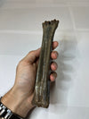 Reindeer Leg Bone Fossil