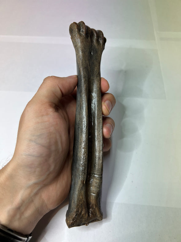 Reindeer Leg Bone - held in a hand