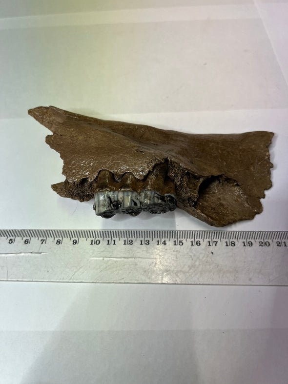 Sus Scrofa Pleistocene Fossil - Collectible Find