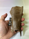 South-Eastern Poland Discovery - Fossilized Jawbone