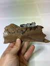 Prehistoric Molar Tooth Fossil - Ice Age Relic