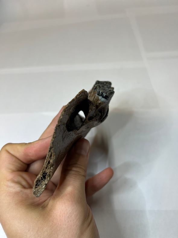 Fossilized Wild Boar Fragment