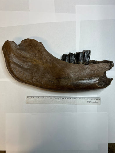 Woolly Rhinoceros Jawbone Fossil - size