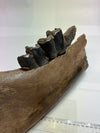 Fossilized Coelodonta Antiquitatis Relic