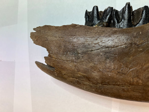Woolly Rhinoceros Jawbone Fossil - details