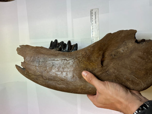Woolly Rhinoceros Jawbone Fossil - held in a hand