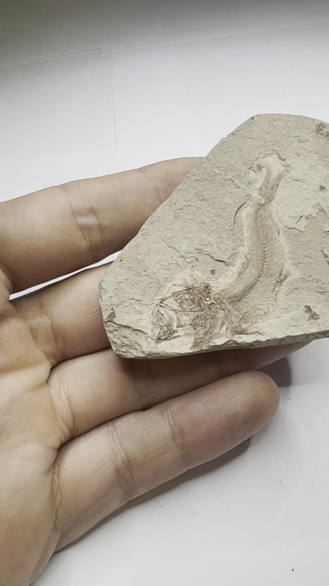 Clupea Fossil Specimen - size