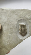 Trilobite Fossil - Rare Trimerocephalus caecus - video